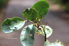 Syzygium grande